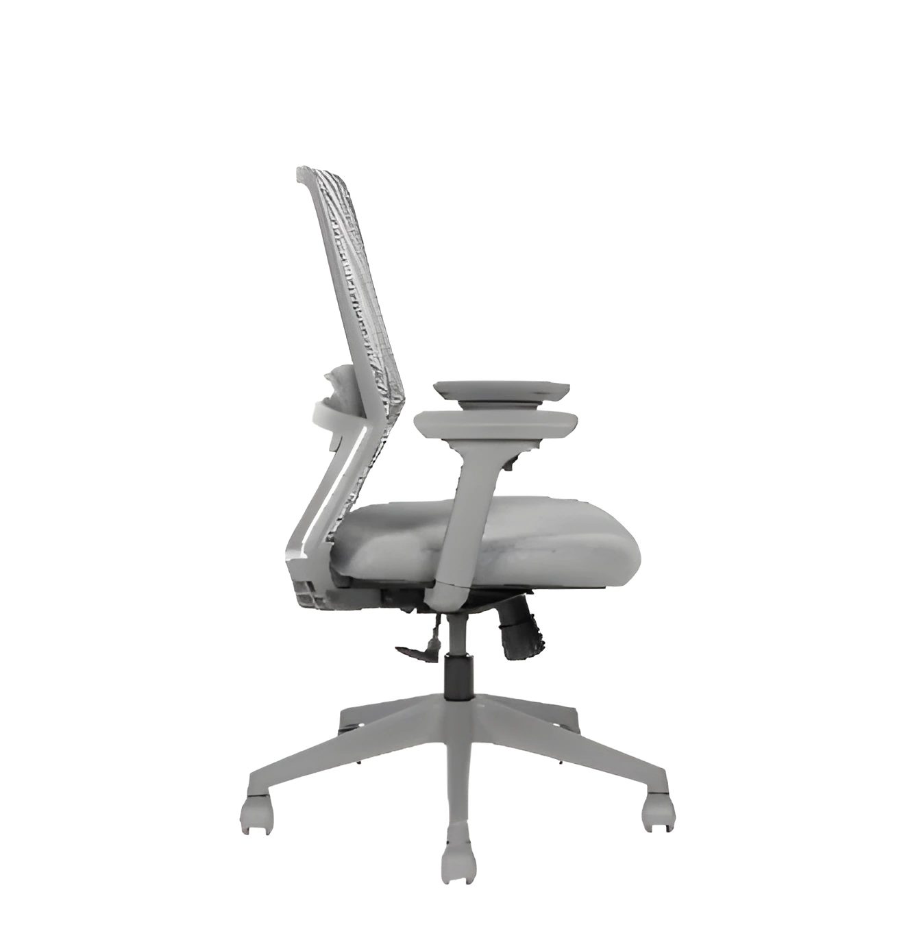 AVIS GRIGIO